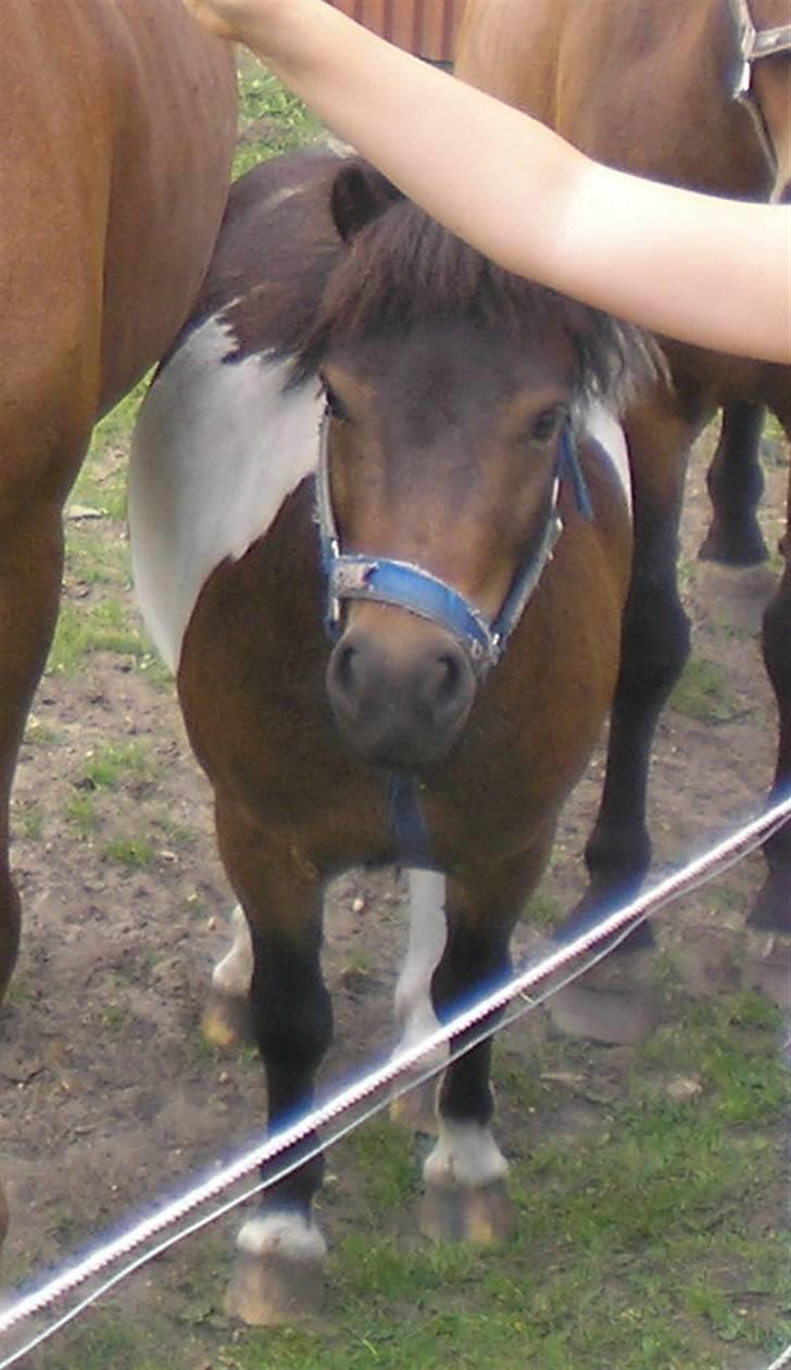Anden særlig race Holger K ( K for Knudsen) - Lille ponz. billede 13