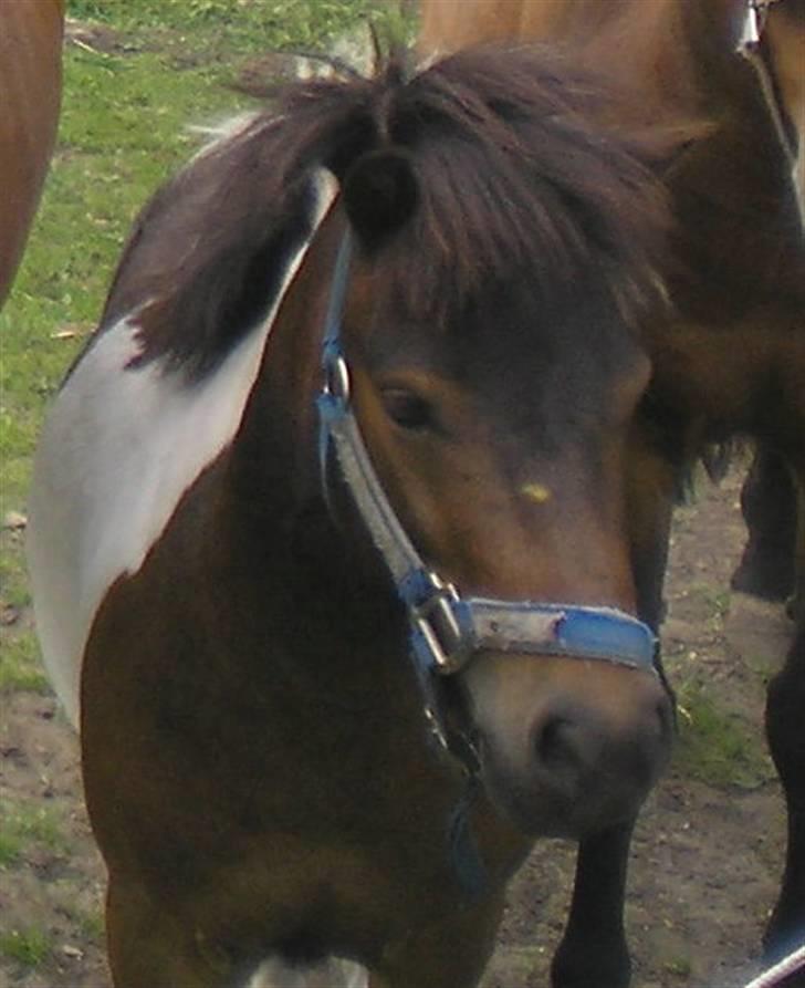 Anden særlig race Holger K ( K for Knudsen) - Holger i mængden. billede 14