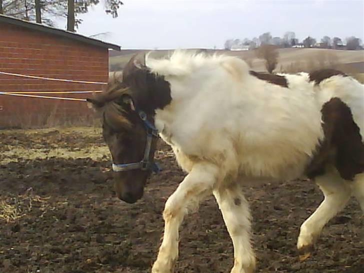 Islænder Lárus fra Wallebogaard - Foto: Mig billede 9