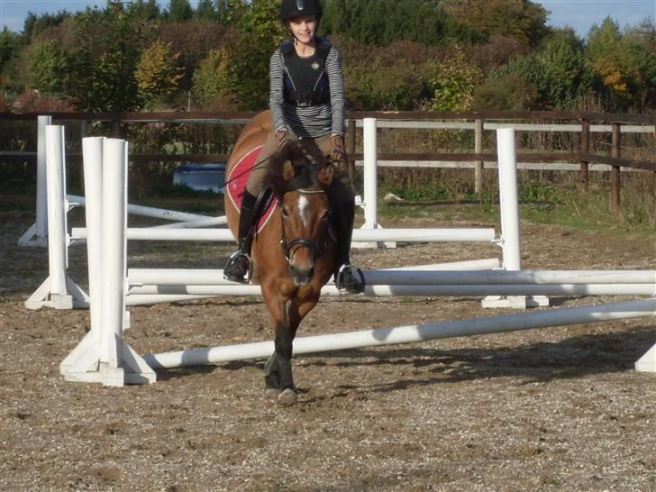 New Forest Molli *Søsters* - Endu et dårligt foto... Molli er selvfølgelig ikke grunden til det (fotografen) billede 8