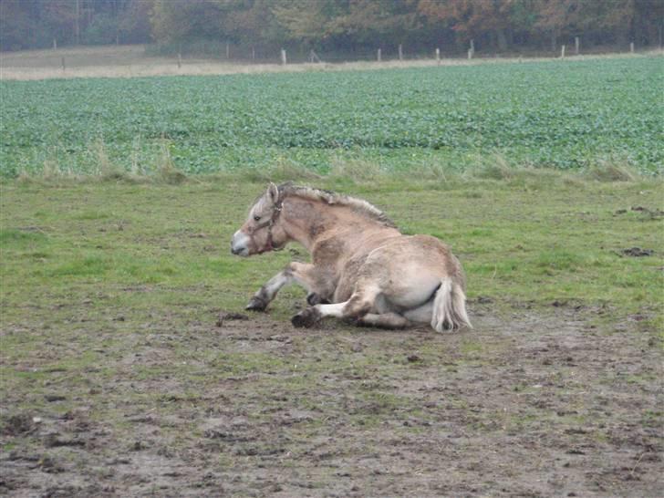 Fjordhest Jackson, solgt  - dato: 26/10-09. ankommet til gården. lige rullet sig billede 10