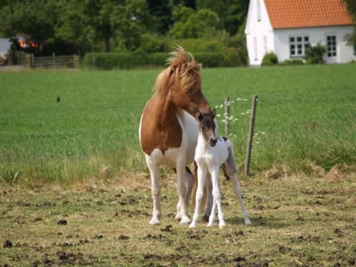 Islænder Lárus fra Wallebogaard - han har enorm lange ben :o ;D de er næsten lige så lange som hans mor´s ben ;D Foto: Lone Wallebo billede 18