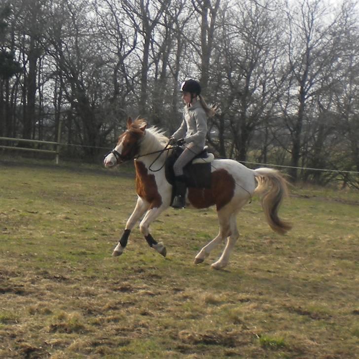 Pinto Sunshine (Savn) - sunshine billede 1