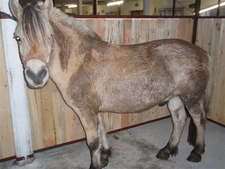 Fjordhest Jackson, solgt  - dato: 26/10-09. ankommet til gården. Var det en gul eller brun hest jeg købte? :D billede 11