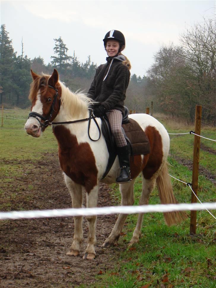 Pinto Sunshine (Savn) - jeg er en stor laks billede 2