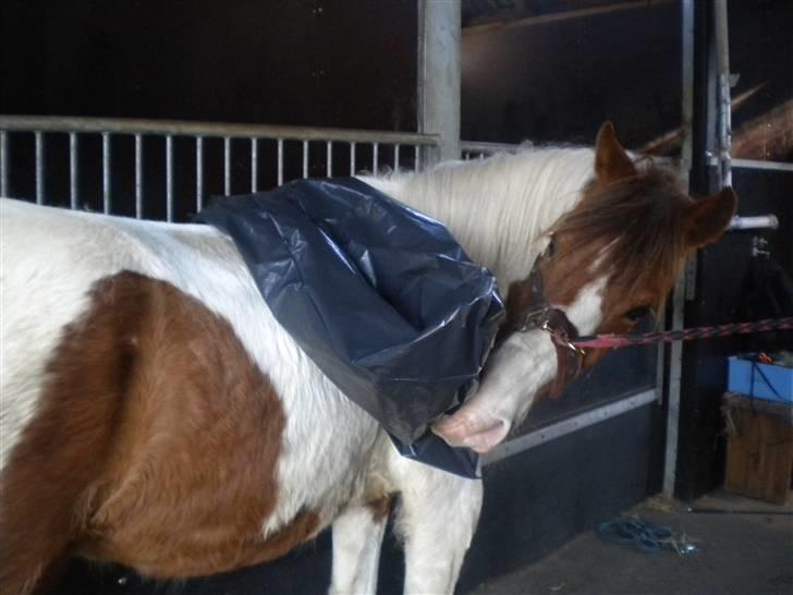 Pinto Sunshine (Savn) - uhh det er spændene billede 3