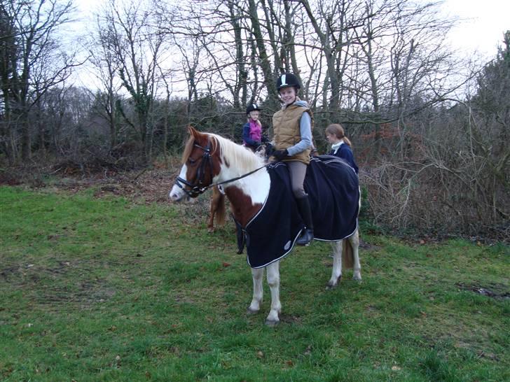 Pinto Sunshine (Savn) - wii han er sød  billede 4