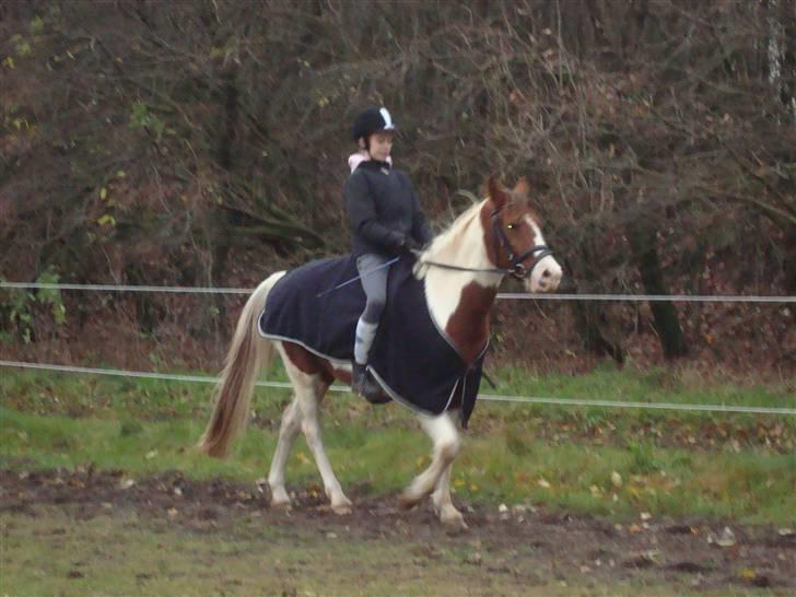 Pinto Sunshine (Savn) - han er bare sød<3 billede 5