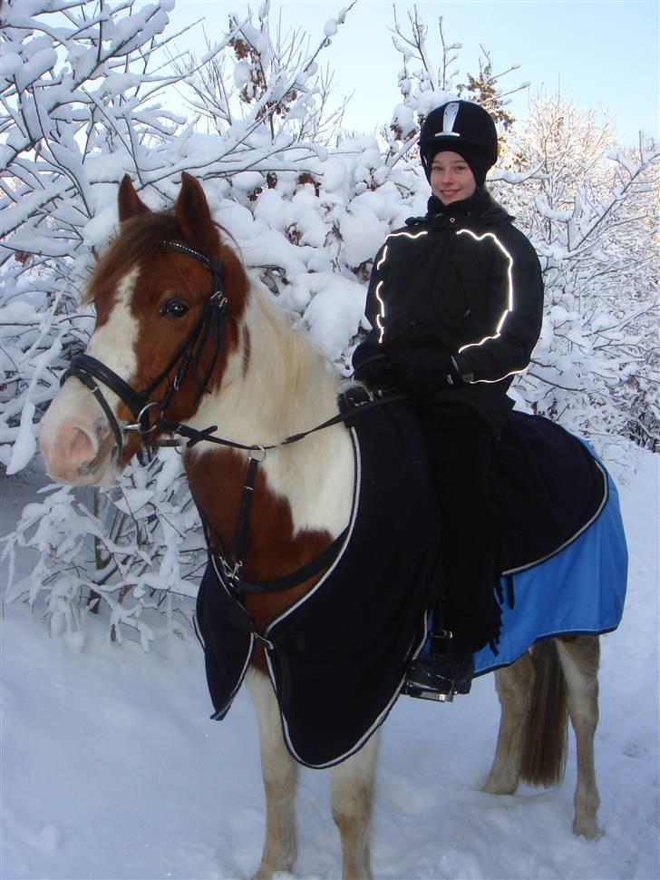 Pinto Sunshine (Savn) - Sunshine. for første gang i sneen billede 6