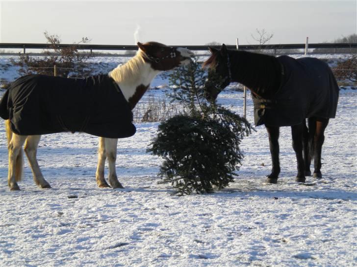 Pinto Sunshine (Savn) - mig og min bedste ven Peres :D leger med et juletræ  billede 7
