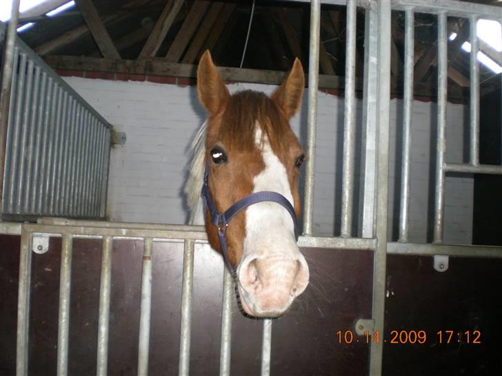 Pinto Sunshine (Savn) - hej har i noget mad til mig;D billede 8