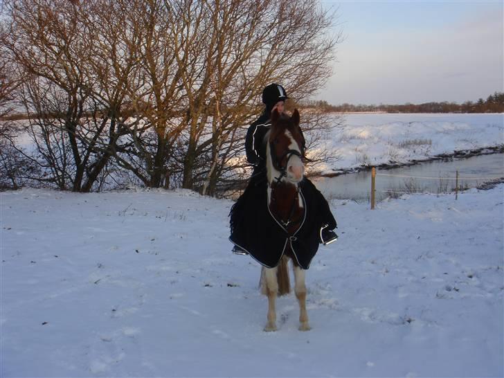 Pinto Sunshine (Savn) - i sneen billede 9