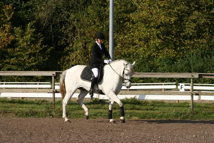 Connemara Ard Chuan Grey Boy - Min lille Basse billede 1