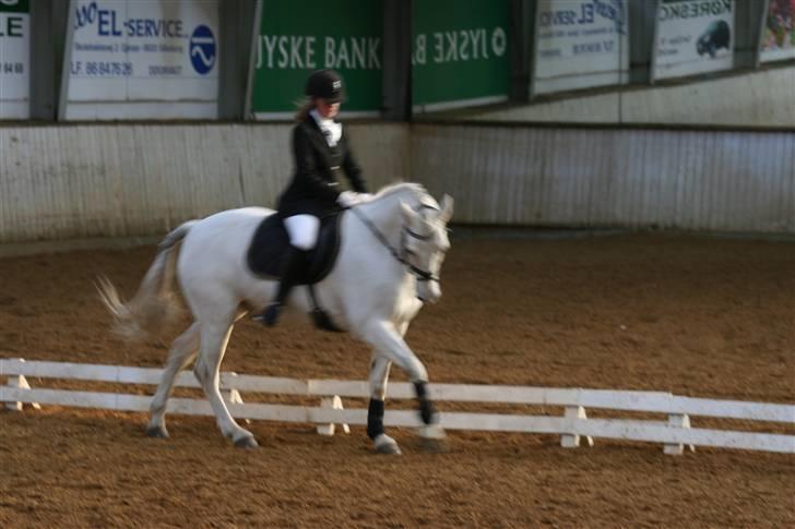 Connemara Ard Chuan Grey Boy - Han er så sød! billede 2