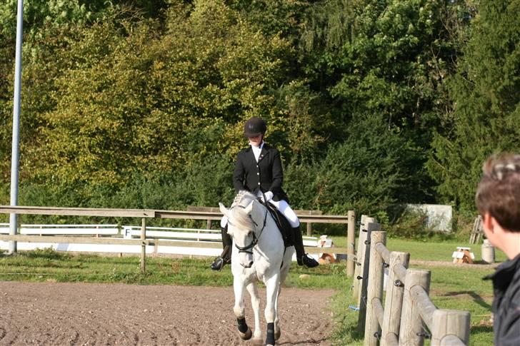 Connemara Ard Chuan Grey Boy billede 3