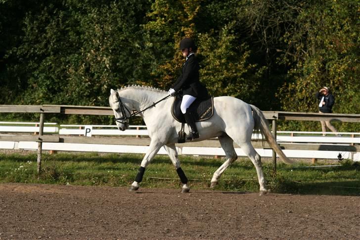 Connemara Ard Chuan Grey Boy billede 4