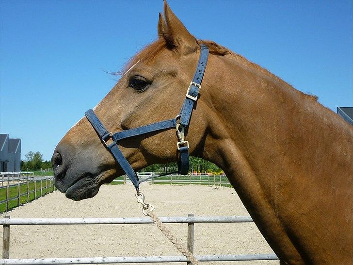 Anden særlig race Ferdinan - R.I.P. - #1 - Verdens bedste Ferdinan - 30/4-11 billede 1