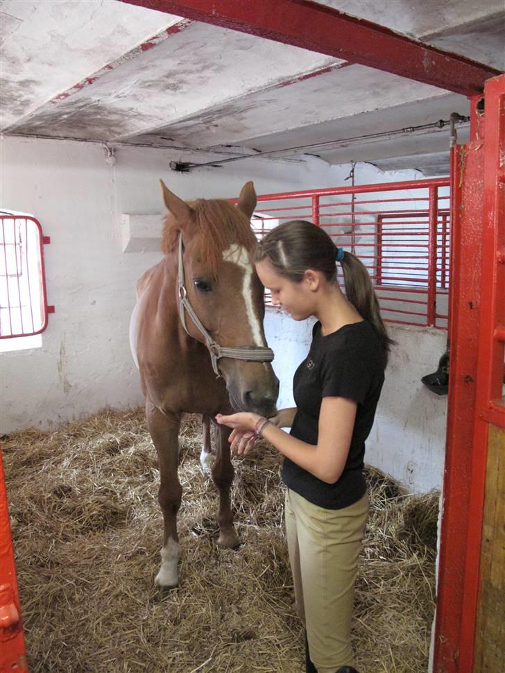 Anden særlig race Ferdinan - R.I.P. - #2 - Første gang jeg mødte Ferdinan, den skønne hest.. Juli 09. billede 2