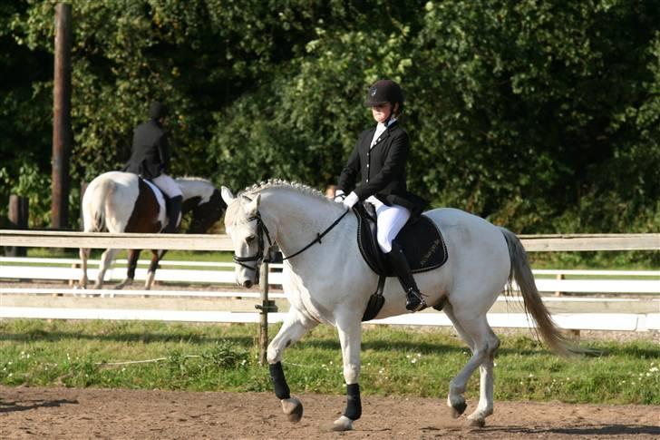 Connemara Ard Chuan Grey Boy billede 5