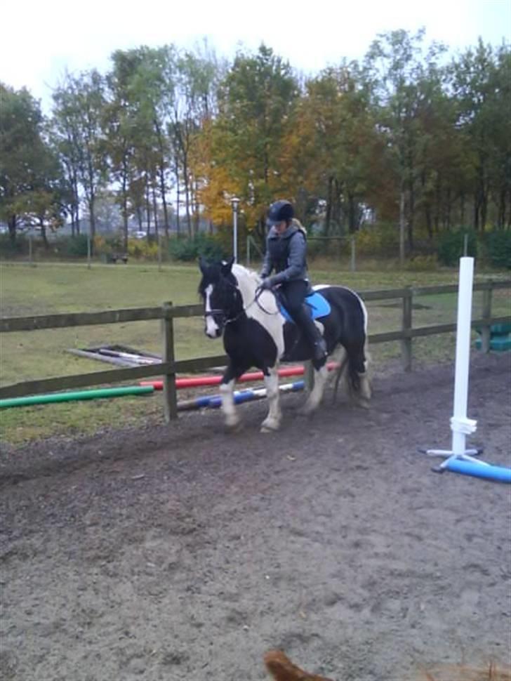 Irish Cob Jensen<3 *Passer*  billede 14