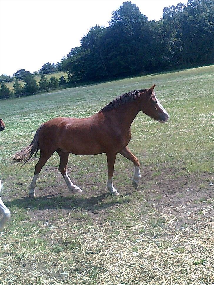 Welsh Pony af Cob-type (sec C) Red Hot Chilli Pepper billede 3