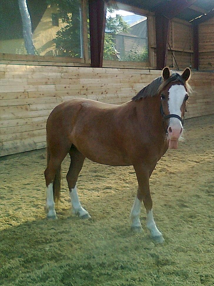 Welsh Pony af Cob-type (sec C) Red Hot Chilli Pepper billede 4