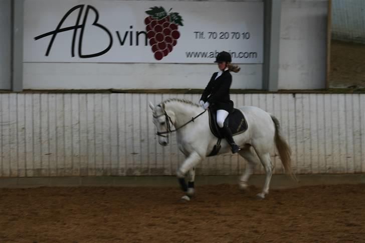 Connemara Ard Chuan Grey Boy billede 6