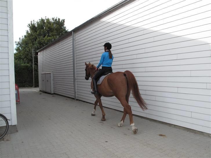 Anden særlig race Ferdinan - R.I.P. - #4 - Første ridetur herhjemme.. 10/9-09. billede 4