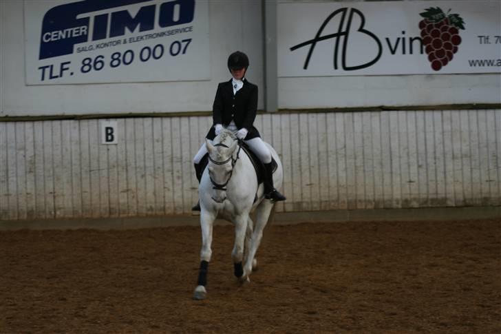 Connemara Ard Chuan Grey Boy billede 7