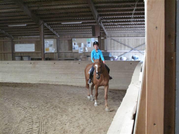 Anden særlig race Ferdinan - R.I.P. - #5 - Første ridetur hjemme.. 10/9-09. billede 5