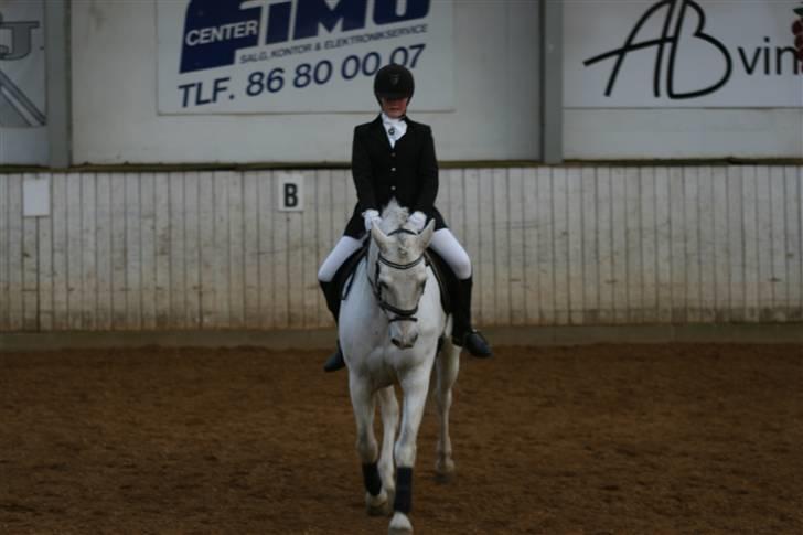 Connemara Ard Chuan Grey Boy billede 8