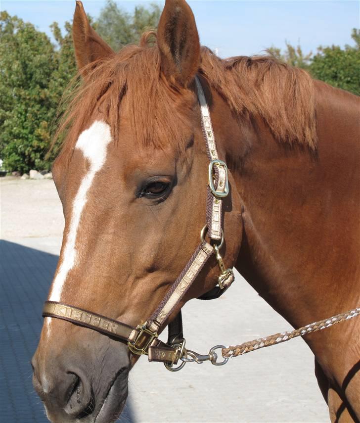 Anden særlig race Ferdinan - R.I.P. - #6  -  Smukke hest.. 8/9-09. billede 6