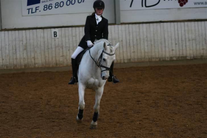 Connemara Ard Chuan Grey Boy billede 9