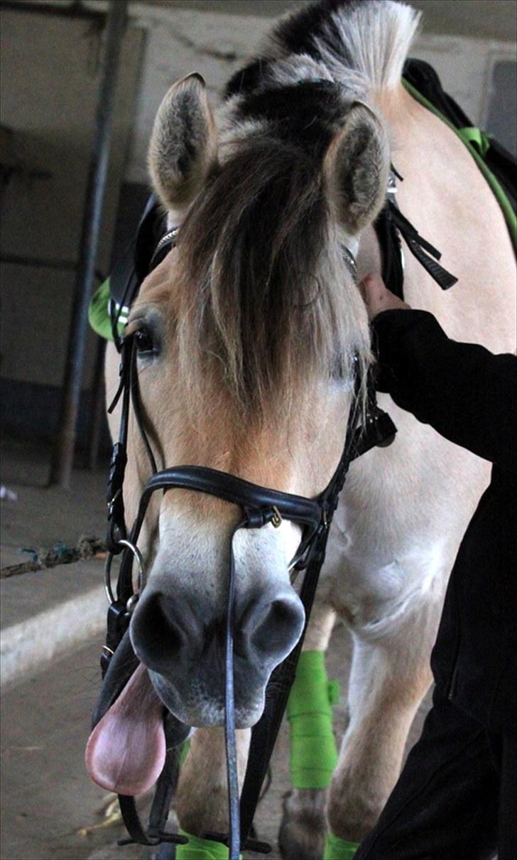 Fjordhest Kenzo - 1) Velkommen til Kenzo Klattrups profil. :) billede 1