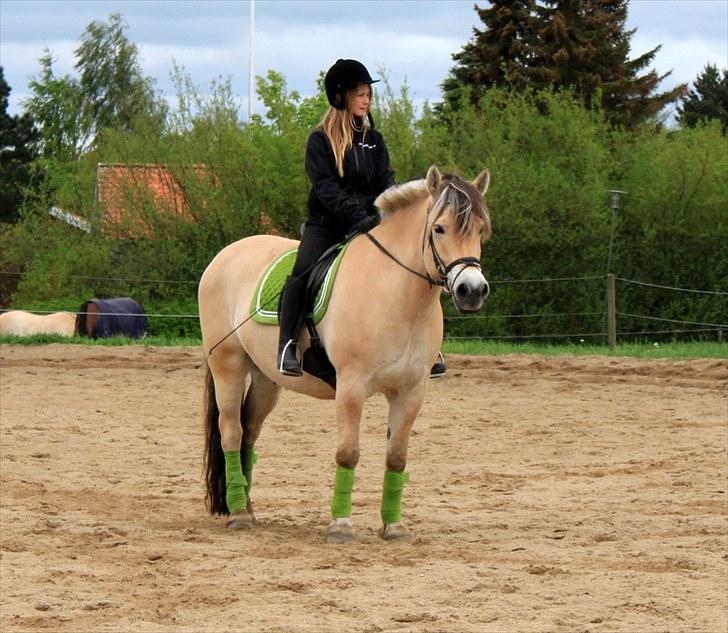 Fjordhest Kenzo - 2) Dressur træning d: billede 2