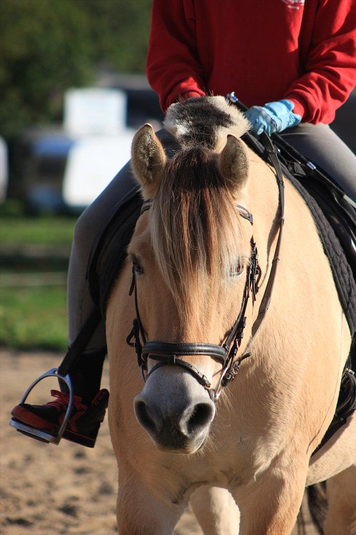 Fjordhest Kenzo - 3) Kenzo <3 billede 3