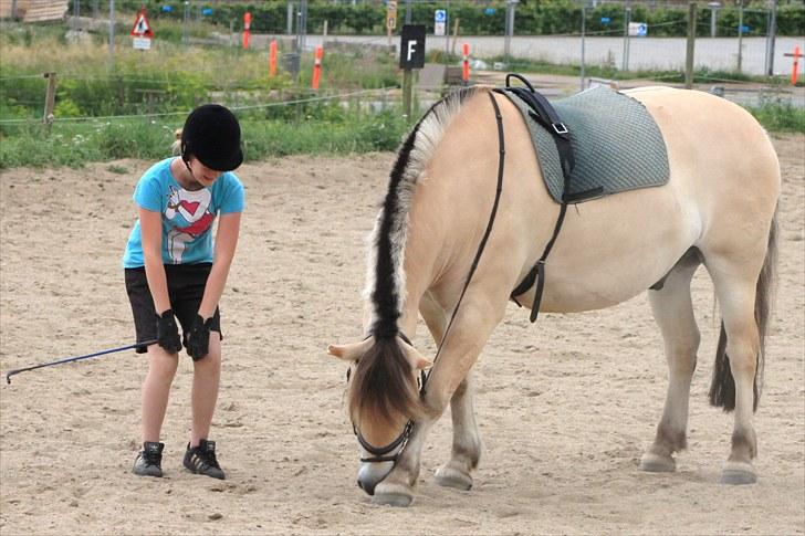 Fjordhest Kenzo - 4) .. Hygge en sommerdag :D billede 4