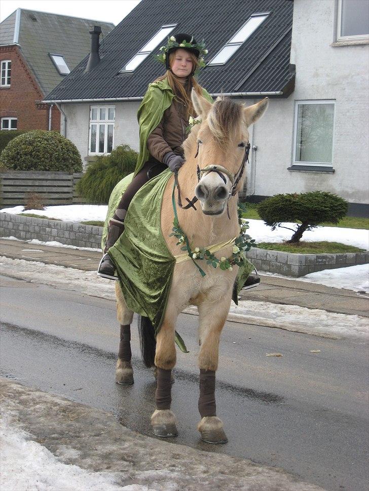 Fjordhest Kenzo - 5) fastelavn,  vi var elvere ;) <3 billede 5