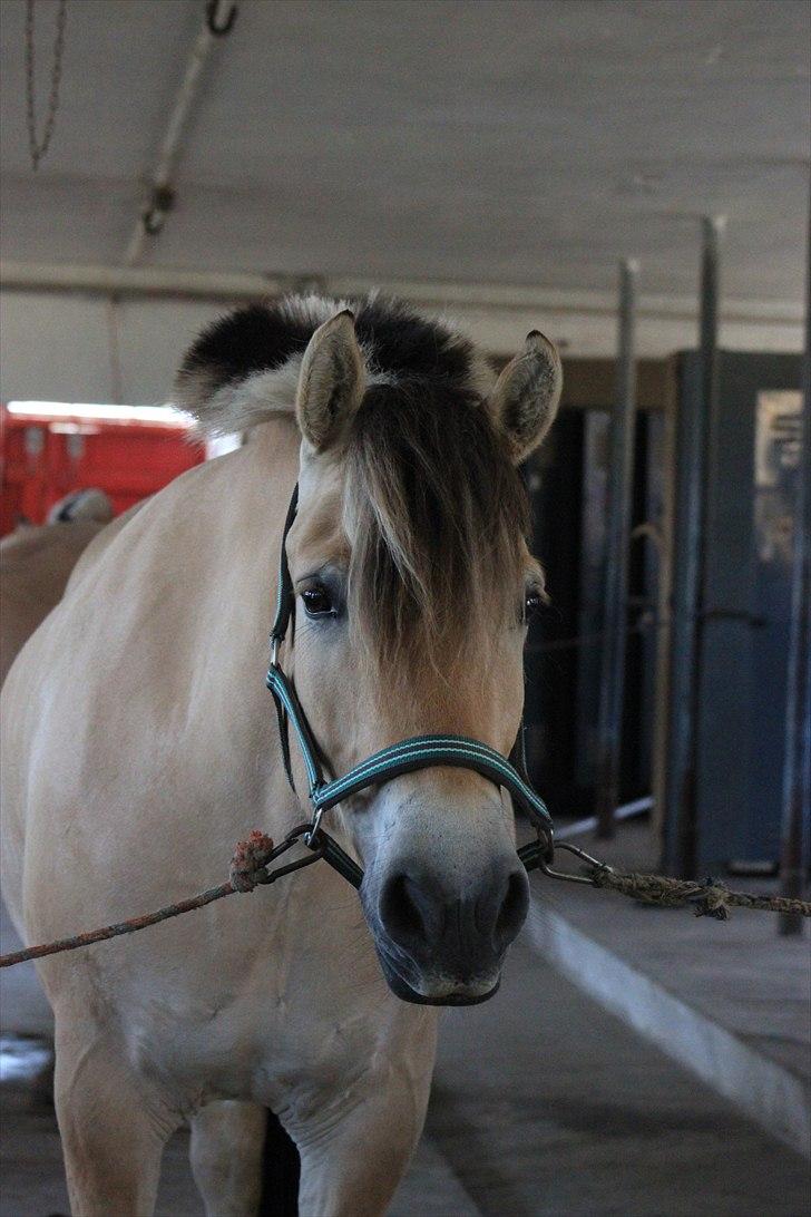 Fjordhest Kenzo - 6) :D <3 billede 6