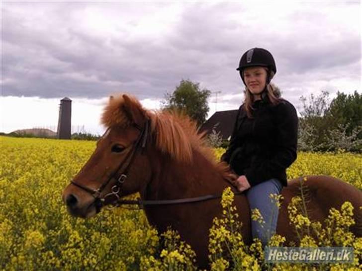 Islænder Embla fra Hessellund - Mig og Embla på Raspmarken (; *Fotograf: Iben* billede 13