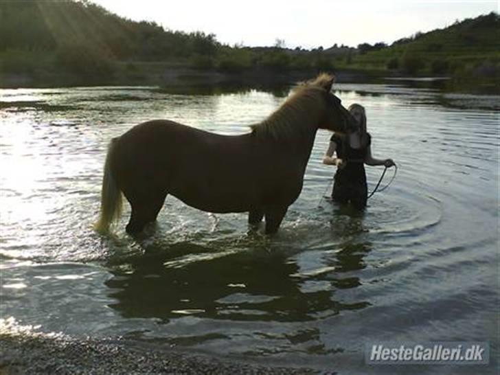 Islænder Embla fra Hessellund - Mig og Embla i søen i Hedeland *Fotograf: Iben* billede 14