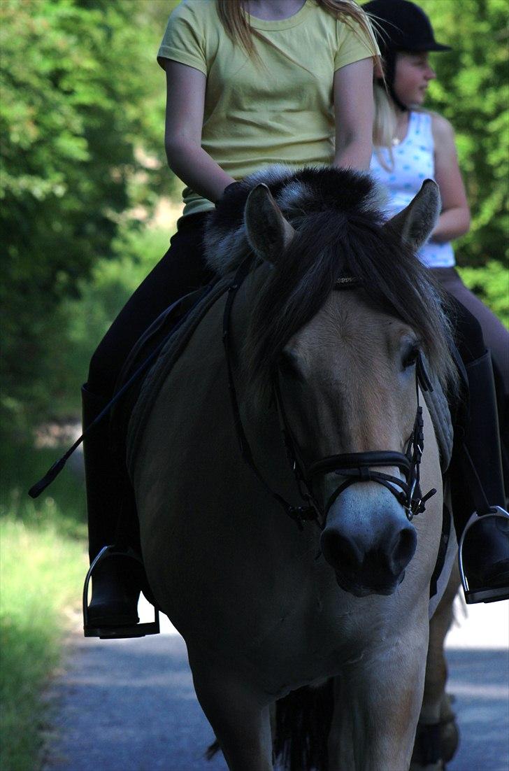 Fjordhest Kenzo - 7) Sommerdag <3 billede 7