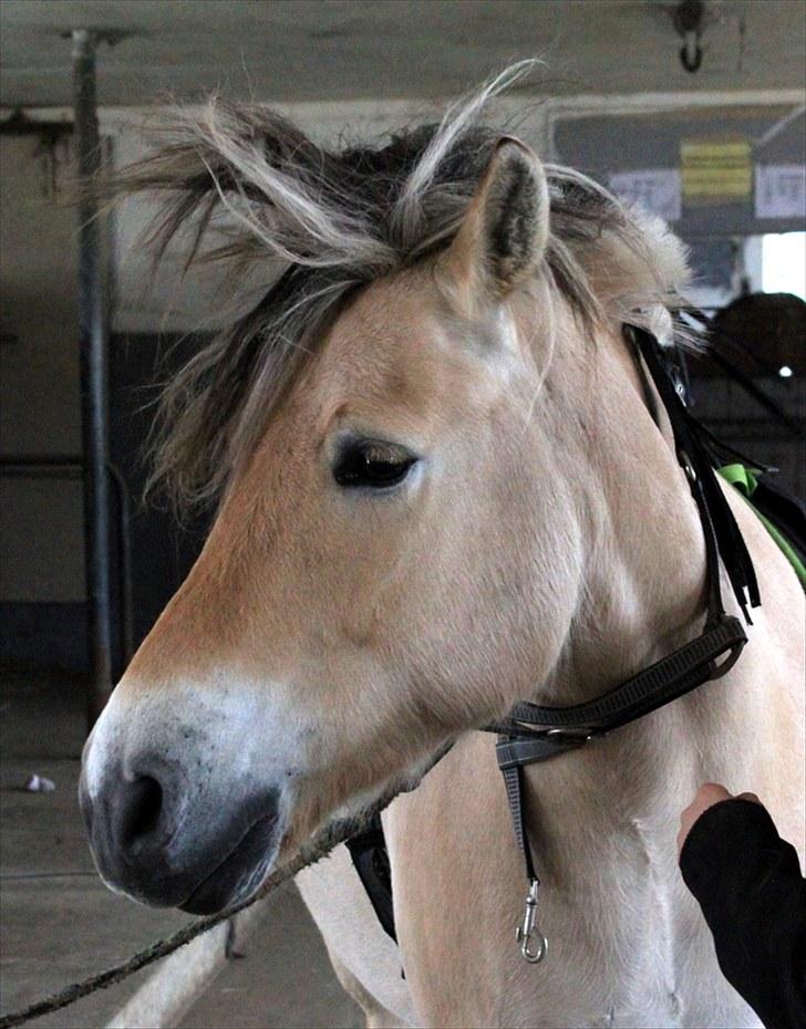 Fjordhest Kenzo - 9) kenzo <3(L.  billede 9