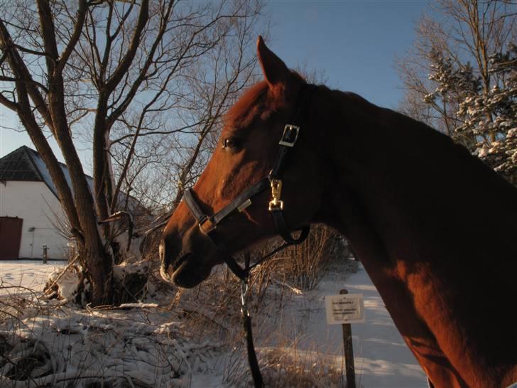 Anden særlig race Ferdinan - R.I.P. - #11 - På tur i sneen. 30/1-10. billede 11