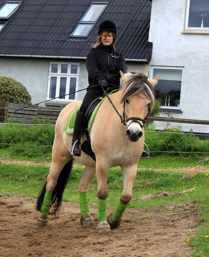 Fjordhest Kenzo - 12) Kenzo & Tea d;  billede 11