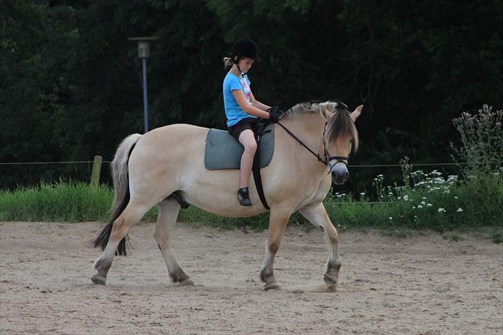 Fjordhest Kenzo - 14) Kenzo<3 billede 13