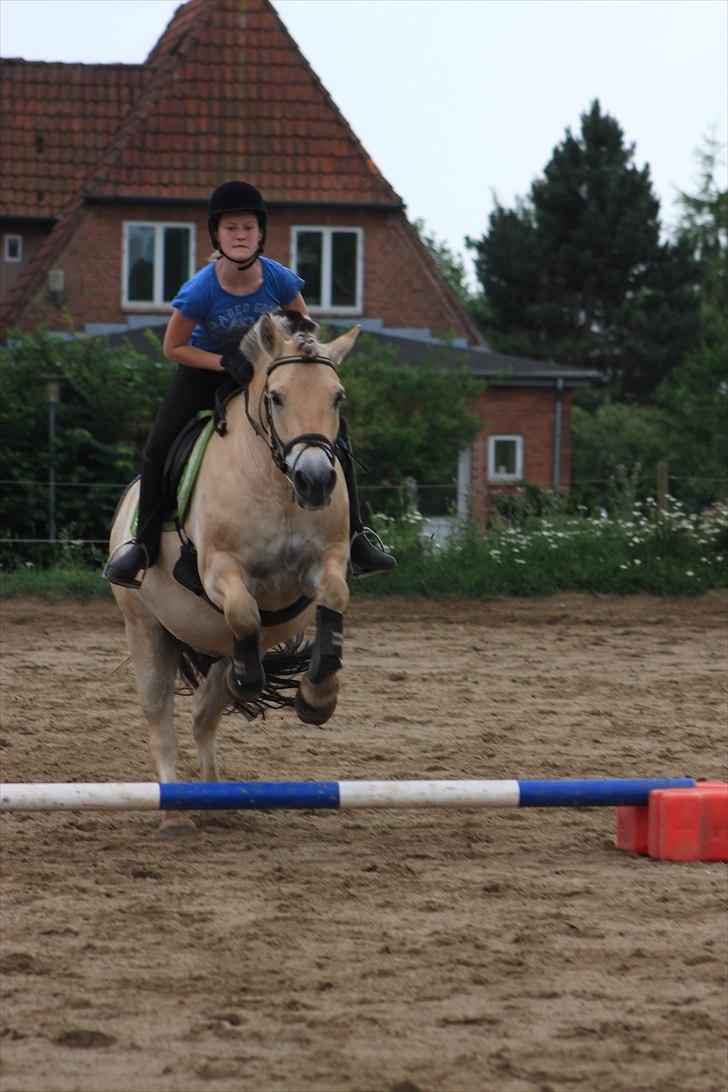 Fjordhest Kenzo - 15) Kenzo d; billede 14