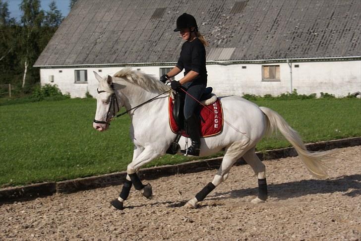 Connemara Mosedals Snowflake - Træning d. 1. september 2010. Taget af Line Andersen billede 12