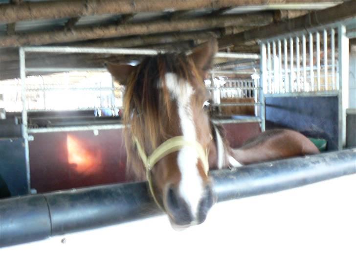 Anden særlig race Sultan - he he er det mig du tager billeder af billede 1