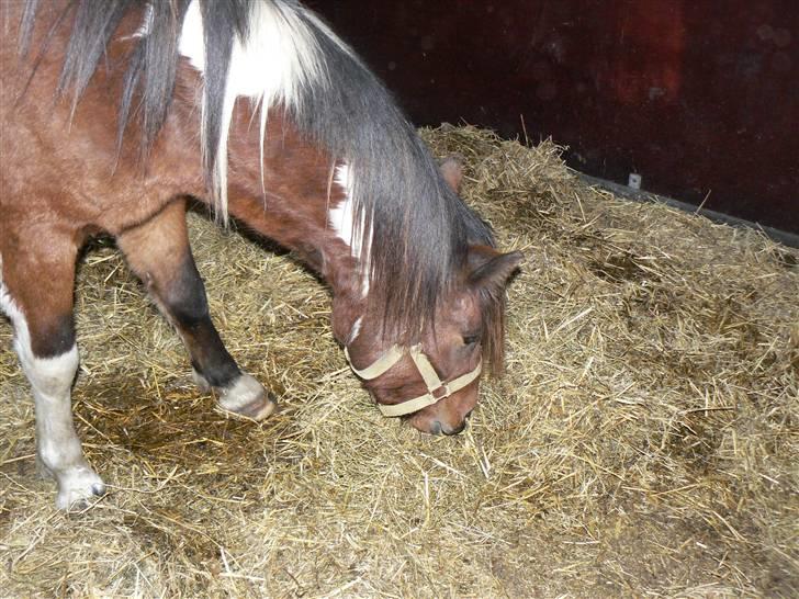 Anden særlig race Sultan - NAM NAM Wrap det er bare GUF GUF billede 2